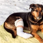 dog-with-broken-leg